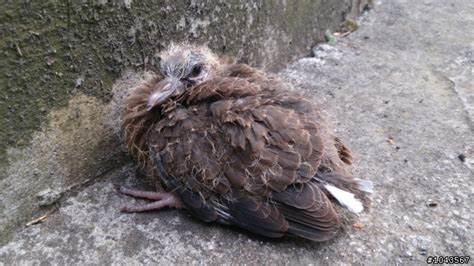 五行缺木 名字 斑鳩幼鳥死亡